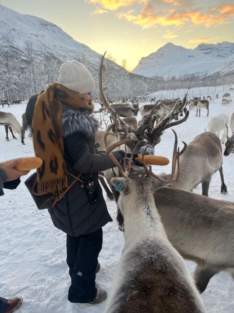 Tromsø: Reindeer Experience in Sami-Camp - Good To Know