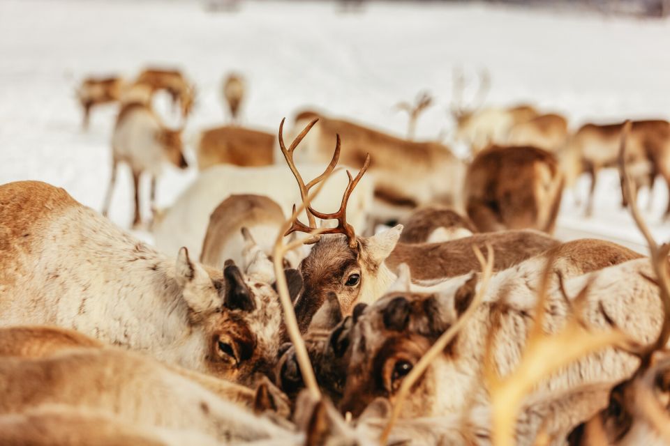 Tromsø: Reindeer Sledding & Feeding With a Sami Guide - Good To Know