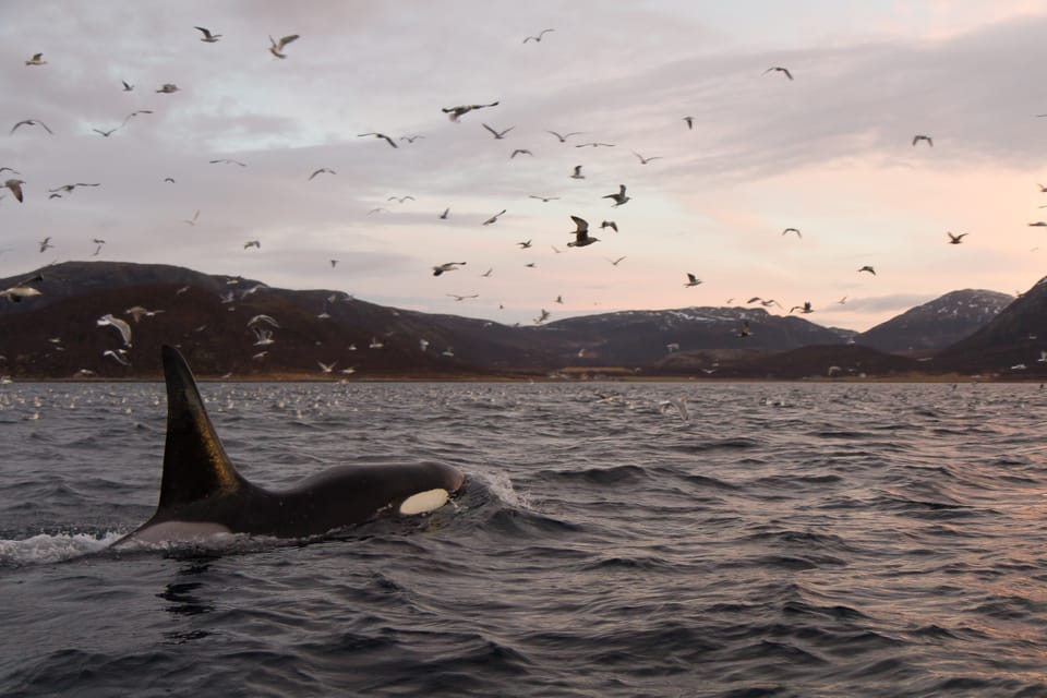 Tromsø: Skjervøy RIB Whale Watching Tour - Good To Know