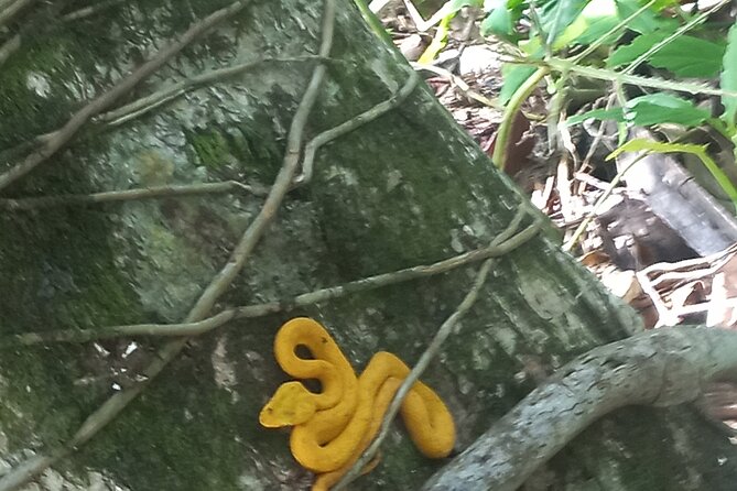 Tropical Hike in the Gandoca-Manzanillo Wild Life Refuge - Good To Know