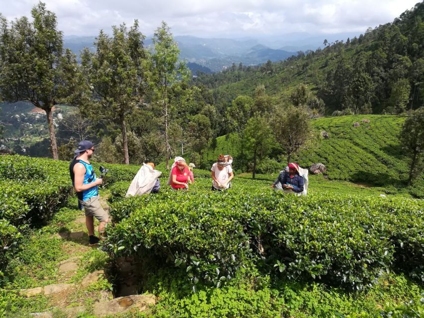 Tuk-Tuk Safari Liptons Seat,Tea Fields Hike,Teafactory Tour - Good To Know