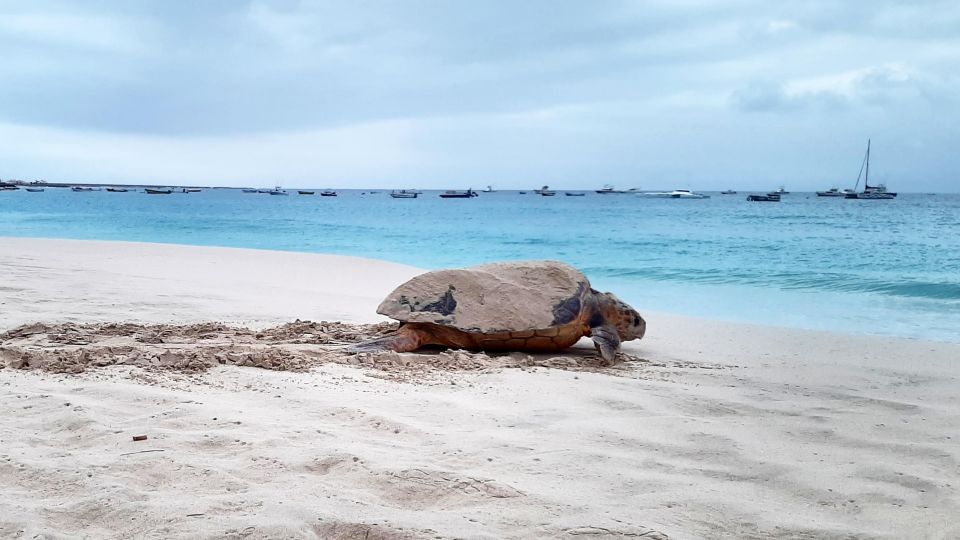 Turtle Watching Experience - Good To Know