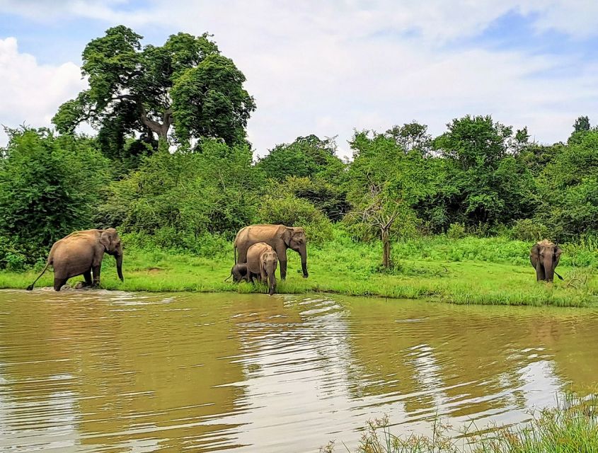 Udawalawe National Park Safari Tour - Good To Know