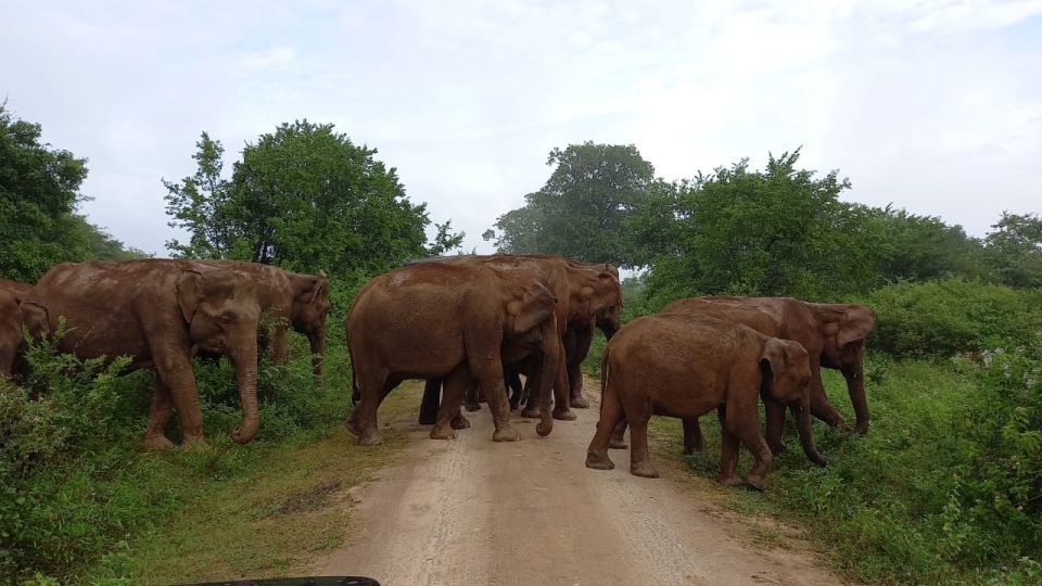 Udawalawe : Udawalawa National Park Half Day Safari Tour - Good To Know