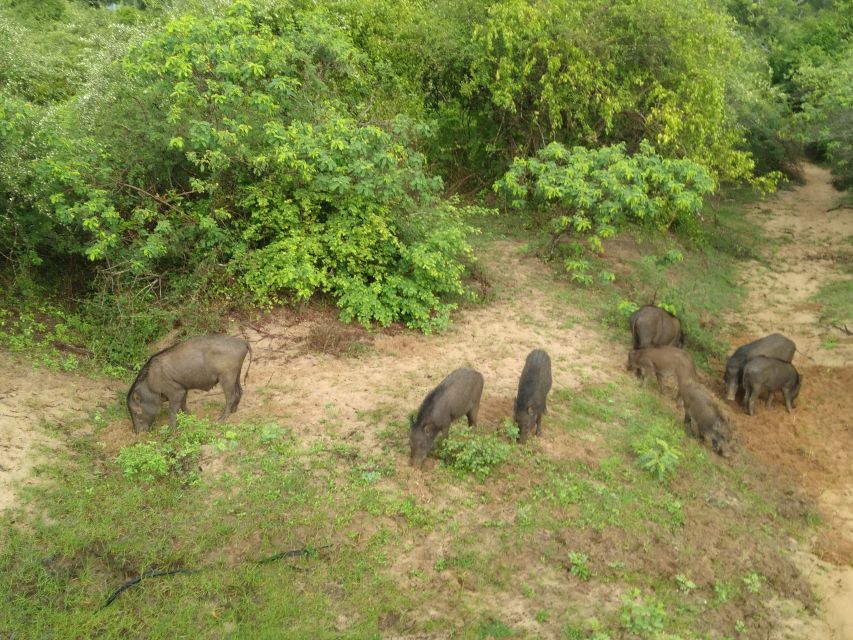 Udawalawe: Udawalawe Wild Safari Tours - Good To Know