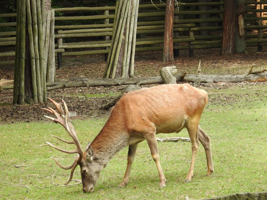 Usedom: 1-Day Trip to Wolin Park, Miedzyzdroje, Swinoujscie - Good To Know