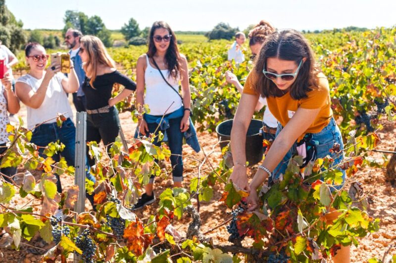 Valencia: Winery Visit With Vineyard Tour & Wine Tasting - Key Points