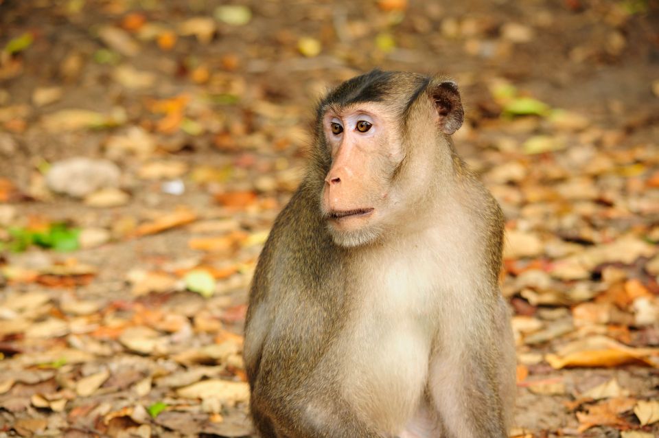 Vam Sat Mangrove Forest Private Tour From Ho Chi Minh City - Key Points