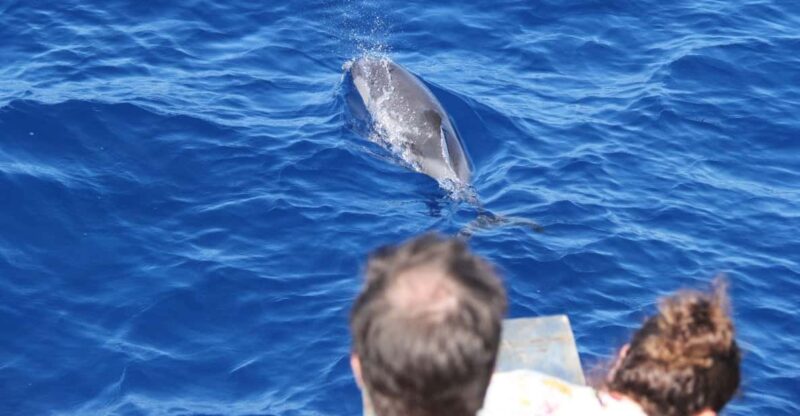 Varazze: Pelagos Sanctuary Wildlife Cruise With Guide - Key Points