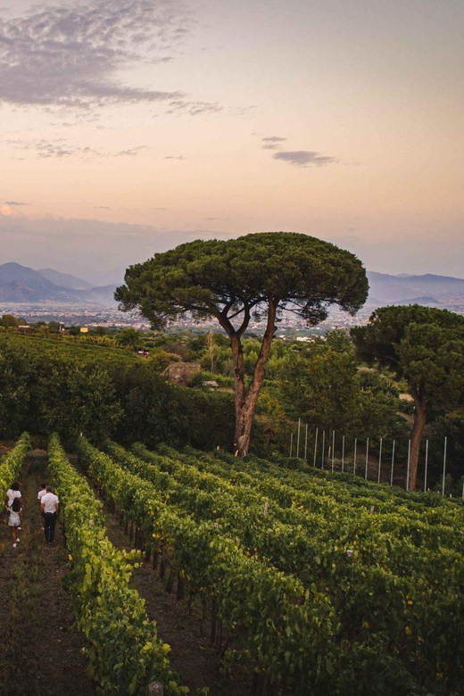 Vesuvio Winery Wine Tasting - Key Points