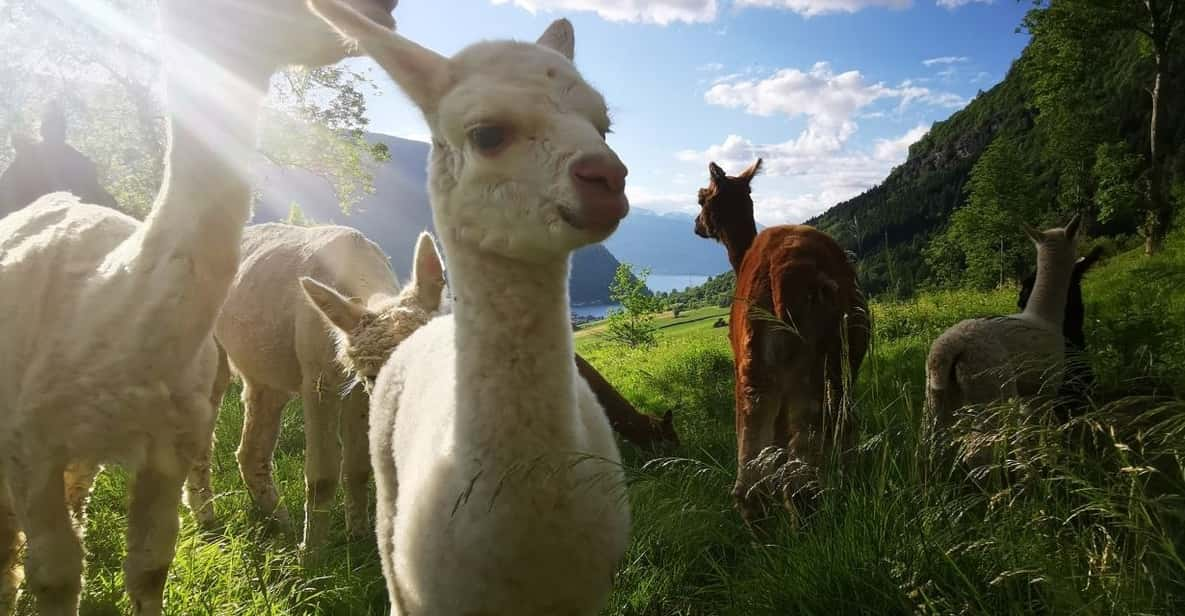 Vik: Hiking Tour With Farm Visit - Good To Know