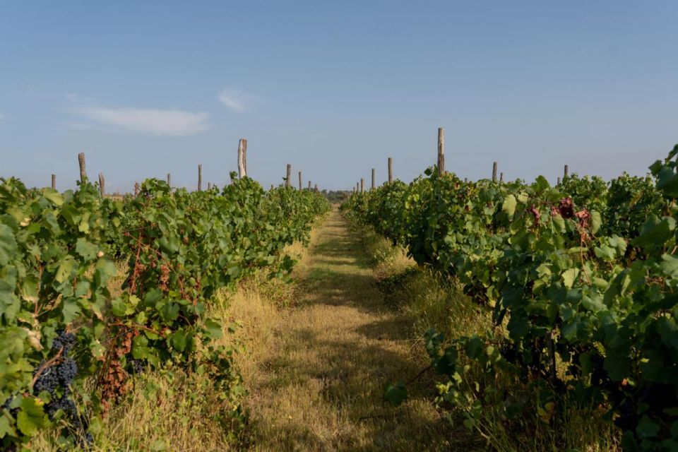 Vineyard Elegance: A Mendoza Wine Odyssey - Key Points