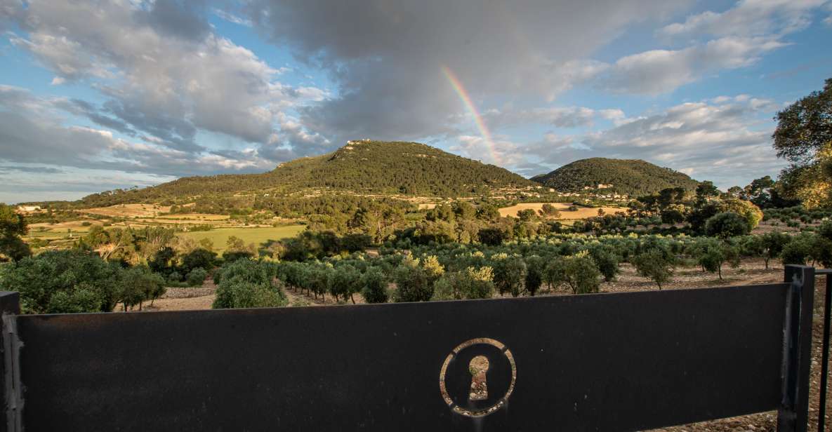 Visit of the Olive Grove, Olive Oil Tasting and Snack - Key Points