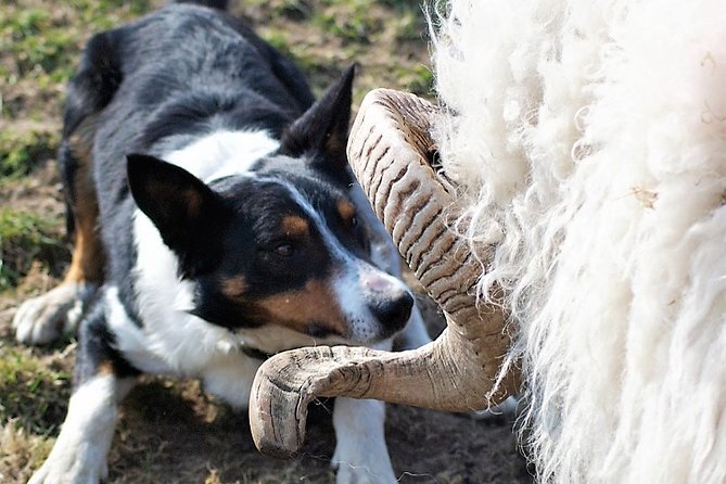 Visit Traditional Working Sheep Farm & Sheepdog Demo. Galway. Guided. 1 ½ Hours. - Good To Know