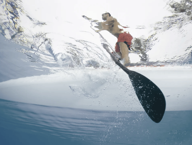 Voss: Stand Up Paddle Board Rental