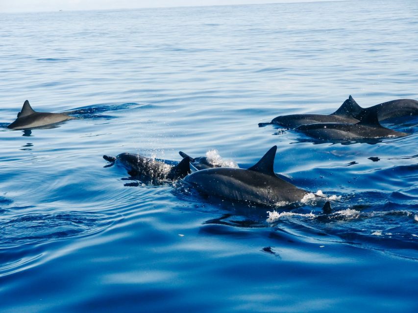 Vrsar: Dolphin Watching Boat Ride - Good To Know