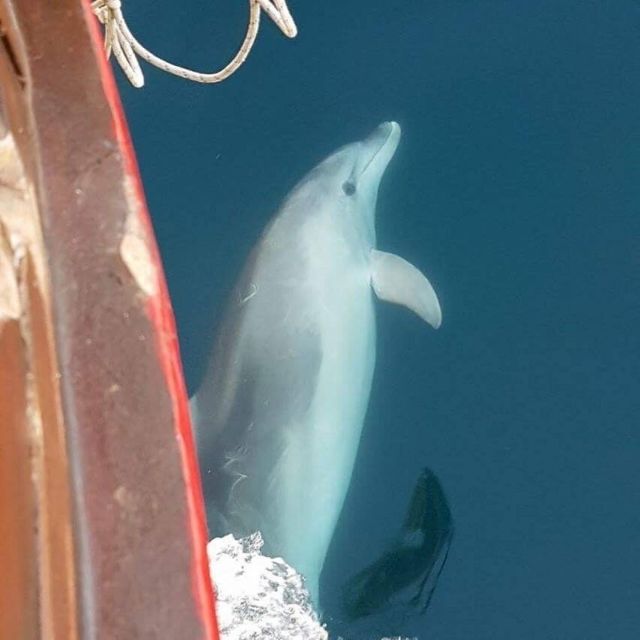 Vrsar: Dolphin Watching Boat Tour Including Drinks - Good To Know