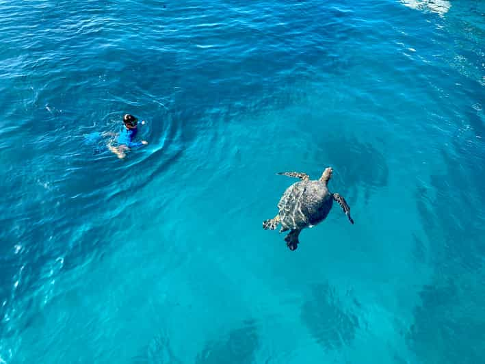 Waikiki: Sea Turtle Snorkeling, Small Group Boat Tour - Key Points