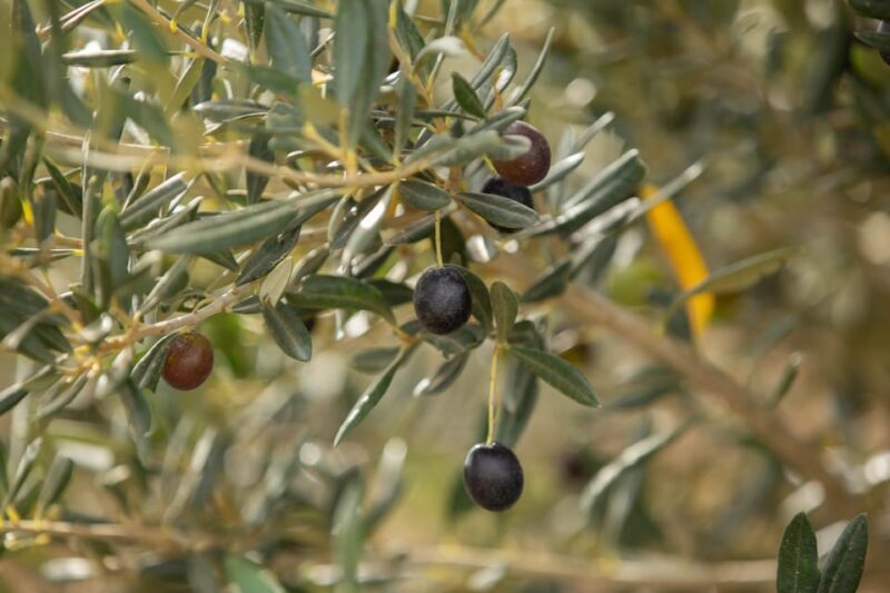Walk Through the Olive Groves With Tasting - Key Points