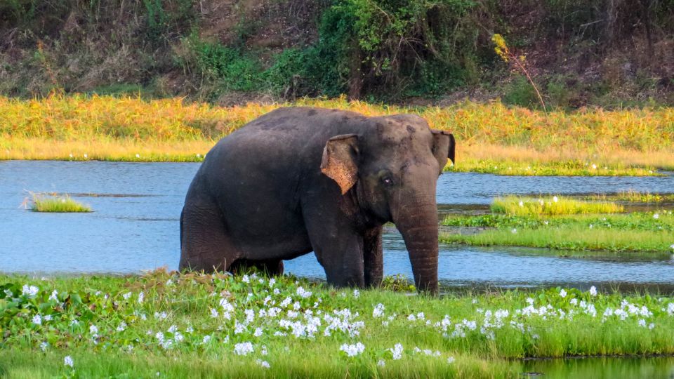 Wasgamuwa: Wasgamuwa National Park Private 3-Hour Safari - Good To Know