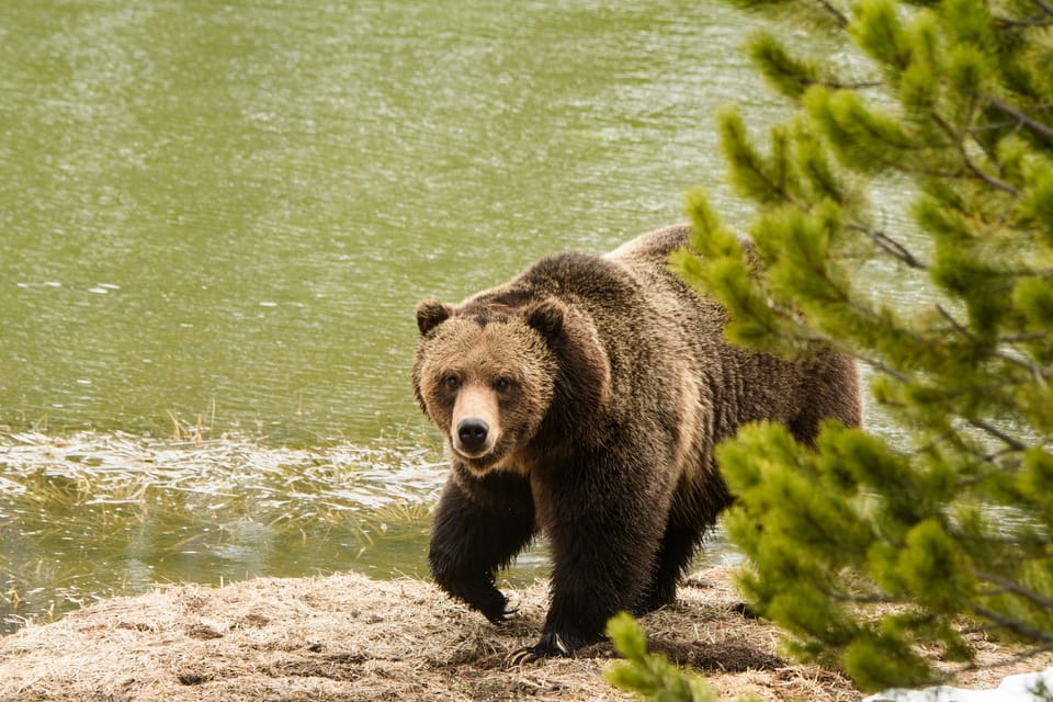 West Yellowstone: National Park Wildlife Tour With Guide - Key Points