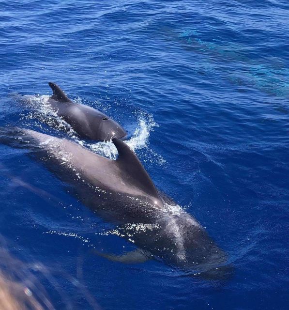 Whale and Dolphin Watching Yacht Trip in Puerto Colon - Key Points