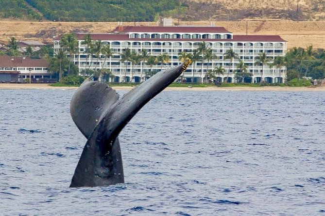 Whale Watching Experience - Key Points