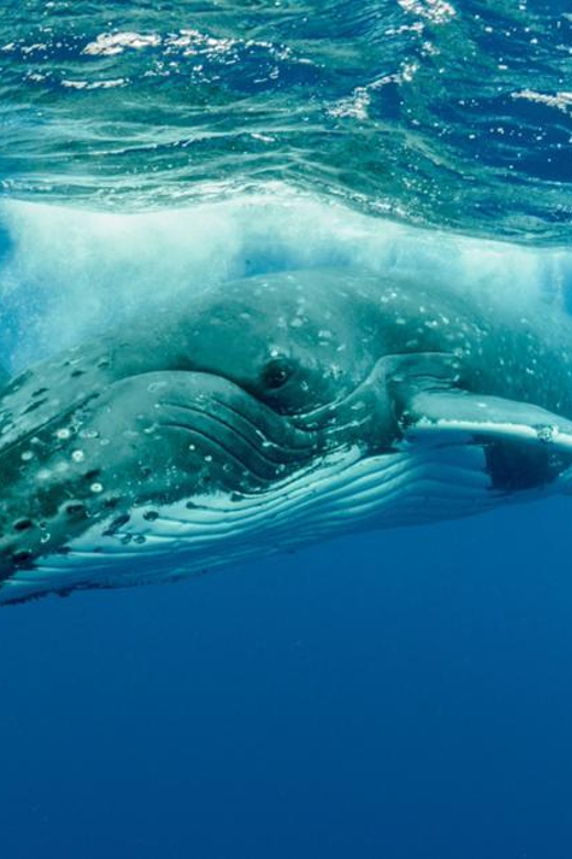 Whale Watching Hermanus Instagram, Group Tour From Cape Town - Good To Know