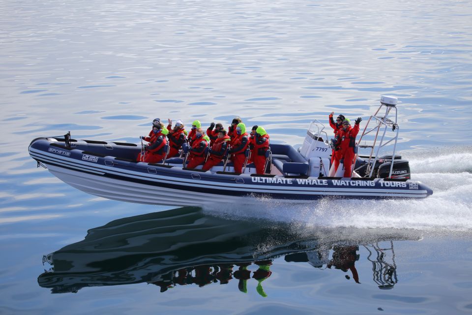 Whale Watching in Reykjavik by Speedboat - Key Points