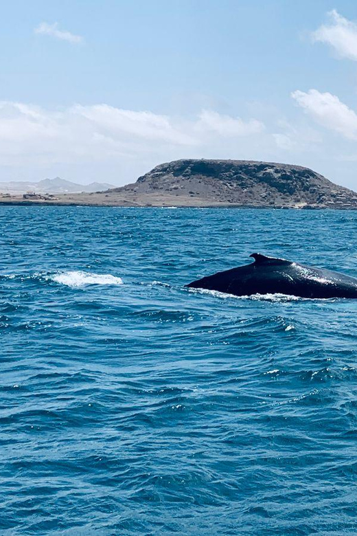 Whale Watching Tour SEASONAL - Good To Know