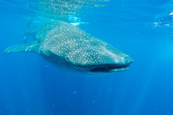 Whales Watching Mirissa - Good To Know