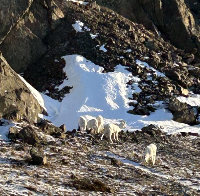 Whittier: Cruise Transit Tour to & From Anchorage - Key Points