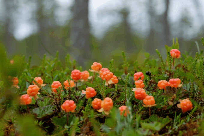 Wild Forest Mushrooms and Berries Picking Tour - Local Flora and Fauna