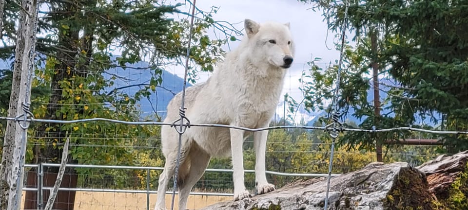 Wildlife Center With Lunch & Local Beer Sampling - Key Points