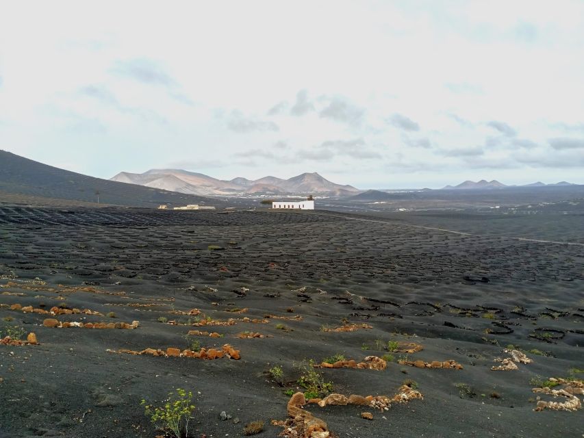 Wine Tour Discovering the Origins of Vineyards in Lanzarote - Key Points