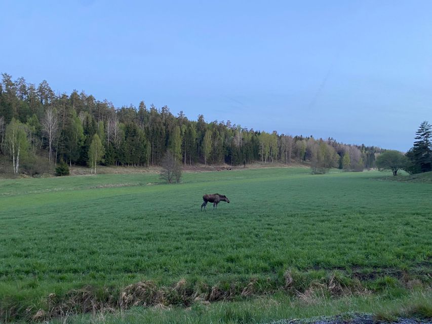 Wolf and Wildlife Tracking in Sweden - Key Points