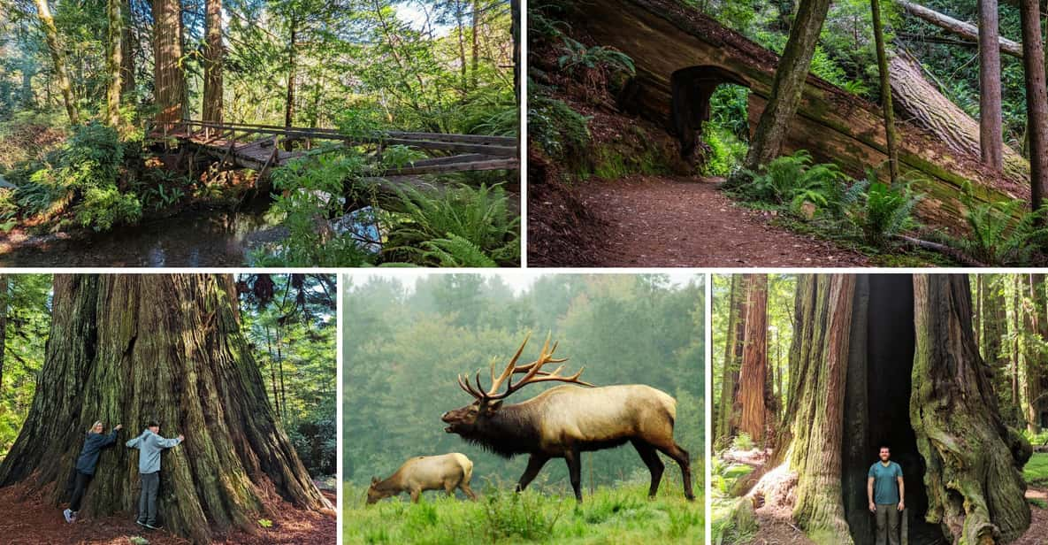 Wonder of the Redwoods - Prairie Creek State Park - Experience Highlights