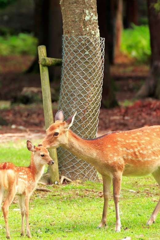 Osaka: Kyoto World Heritage & Nara Cute Deer 1-Day Bus Tour - Itinerary Highlights