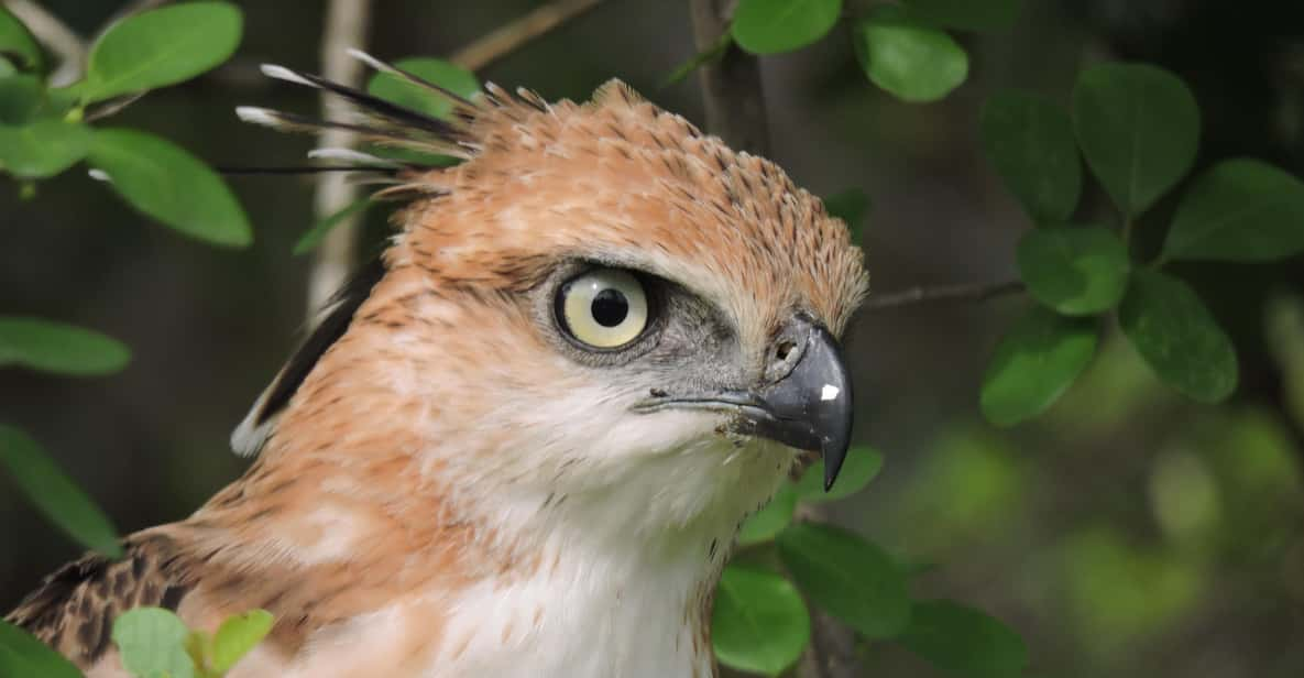 Yala National Park: Half Day Safari With Yala Odyssey Tours - Good To Know