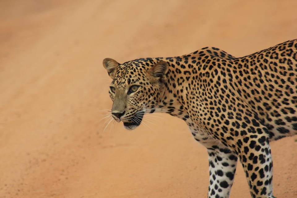 YALA National Park - Morning Wildlife Safari (7 Hours) - Good To Know