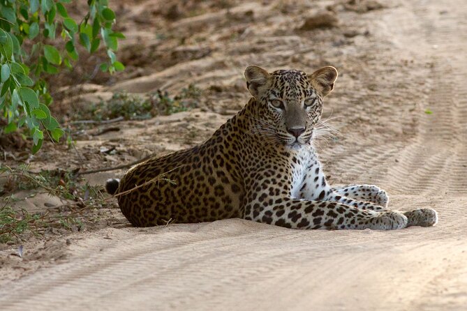 Yala National Park Private Safari - Good To Know