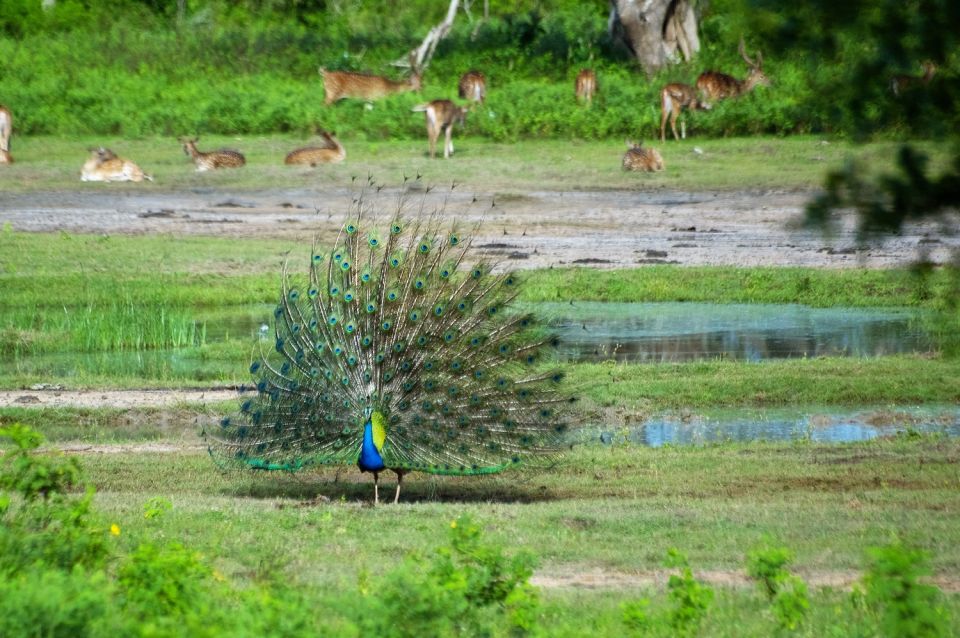 Yala National Park: Private Safari Day Trip With Lunch - Good To Know