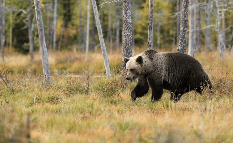 Yellowstone: Private Guided Tour - Wildlife Viewing Experience