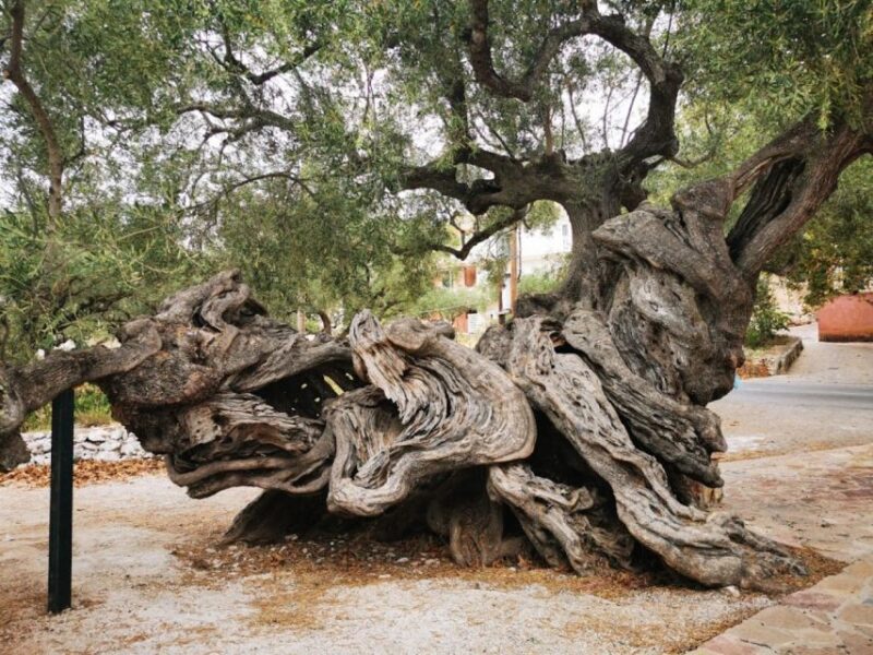Zakynthos: Shipwreck Beach, Viewpoint, Blue Caves Day Tour - Key Points