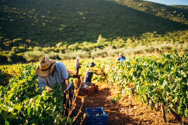 Zakynthos: Vineyard & Winery Tour With Local Winemaker - Key Points