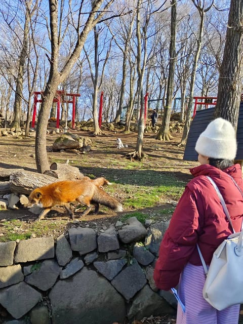 Zao Fox Village 1DAY Bus Tour With Strawberry Picking - Tour Overview