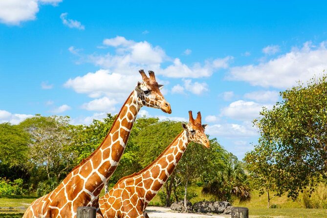 Zoo Miami Ticket With Optional Upgrade - Key Points