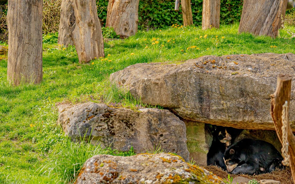 Zurich: Private Visiting and Photoshoot at Zoo Zurich! - Good To Know