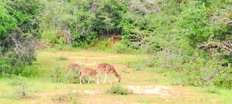 04 Days - CMB Airport, Kandy, Train Trip ,Visit Ella, Safari - Good To Know