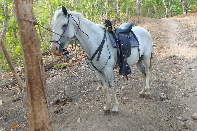 1 1/2 Hours Tour Horseback Riding and Visiting the Beach - Good To Know